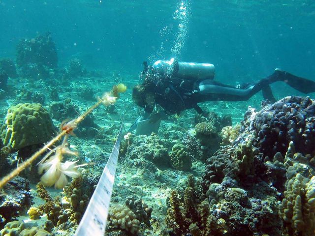 Current Scientific Divers Banner